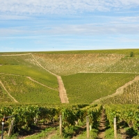 N-019-vignes-CCAS