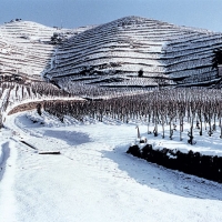 Delas,-Hermitage-vineyards-in-winter
