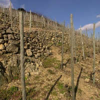 Delas,Saint-Joseph-vineyards