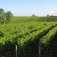 vineyards