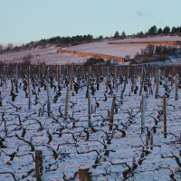 Dujac-Bonnes-Mares-cordons-in-winter