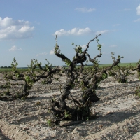 viñedo2