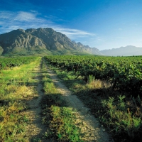 Vineyard_1