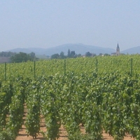 Beaujolais%20vineyards