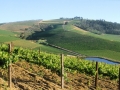 17-Jordan-South-facing-vineyards